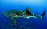 DiveSkins/SurfSkins - Whale Shark - Zippered