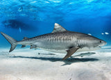 DiveSkins/SurfSkins - Tiger Shark - Zippered
